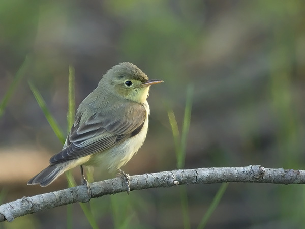 Kultarinta, Icterine Warbler, Hippolais icterina